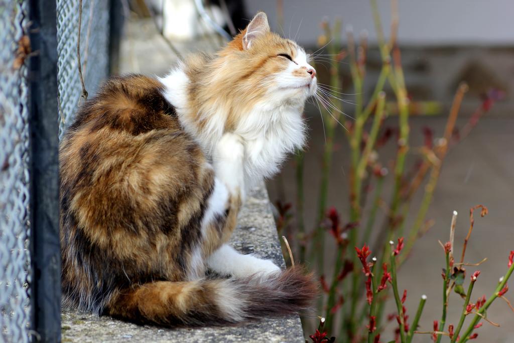 La Maison Des Chats Saint-Mary-le-Plain المظهر الخارجي الصورة