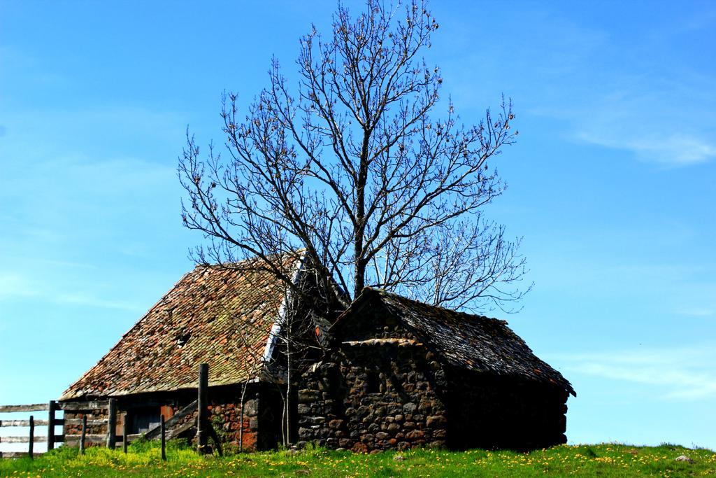 La Maison Des Chats Saint-Mary-le-Plain المظهر الخارجي الصورة