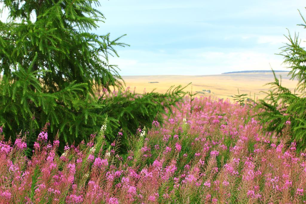 La Maison Des Chats Saint-Mary-le-Plain المظهر الخارجي الصورة
